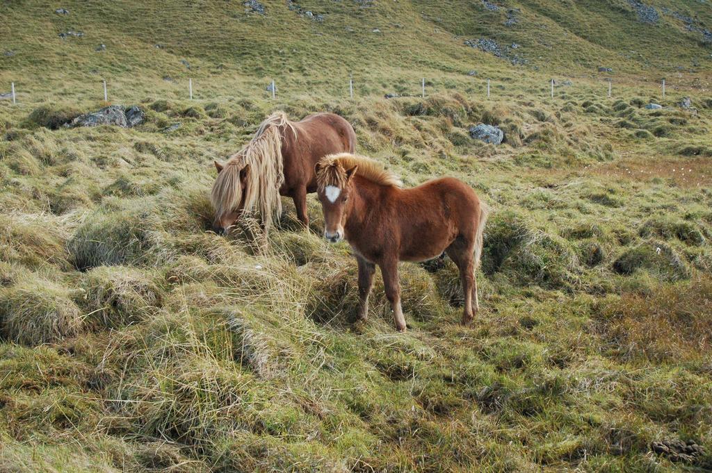 Geitafell Guesthouse Vatnsnes Esterno foto